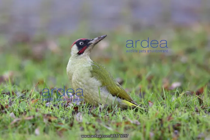: Green Woodpecker : Green Woodpecker