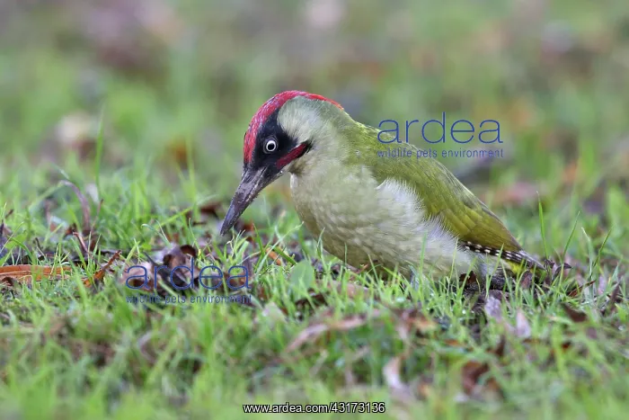 : Green Woodpecker : Green Woodpecker