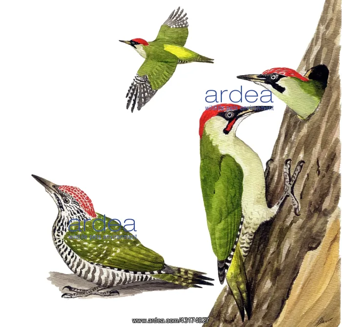  : Green Woodpecker