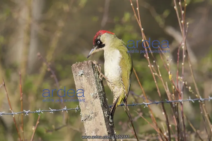 : Green Woodpecker adult female perched on post Sweden : Green Woodpecker adult female perched on post Sweden