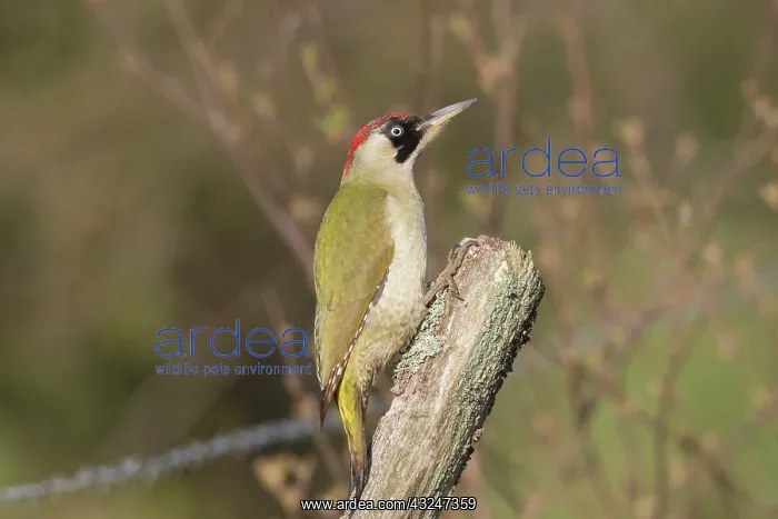 : Green Woodpecker adult female perched on post Sweden : Green Woodpecker adult female perched on post Sweden