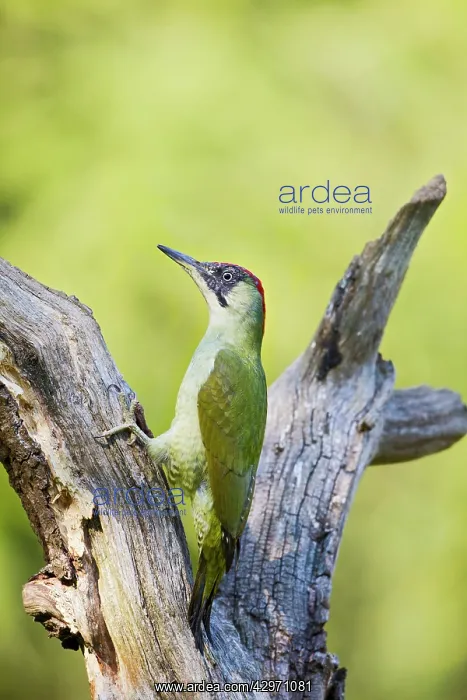 : Green Woodpecker - on dead tree : Green Woodpecker - on dead tree