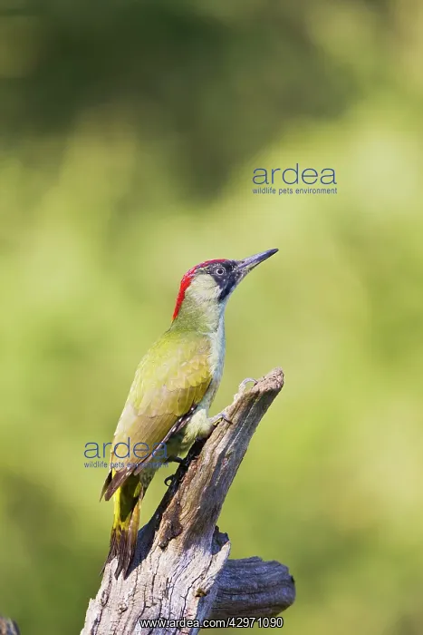 : Green Woodpecker - on dead tree : Green Woodpecker - on dead tree