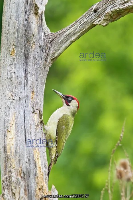 : Green Woodpecker - feeding on dead tree : Green Woodpecker - feeding on dead tree
