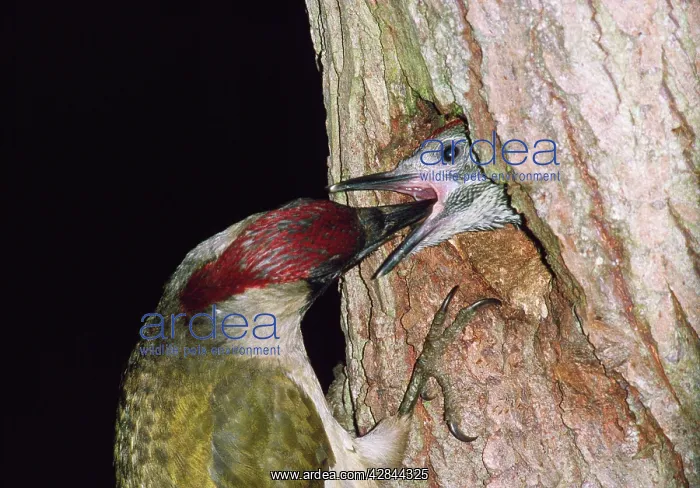 : Green WOODPECKER - feeding young : Green WOODPECKER - feeding young