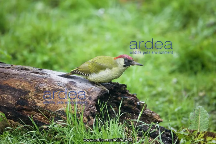 : Green Woodpecker - Female feeding on rotting log : Green Woodpecker - Female feeding on rotting log