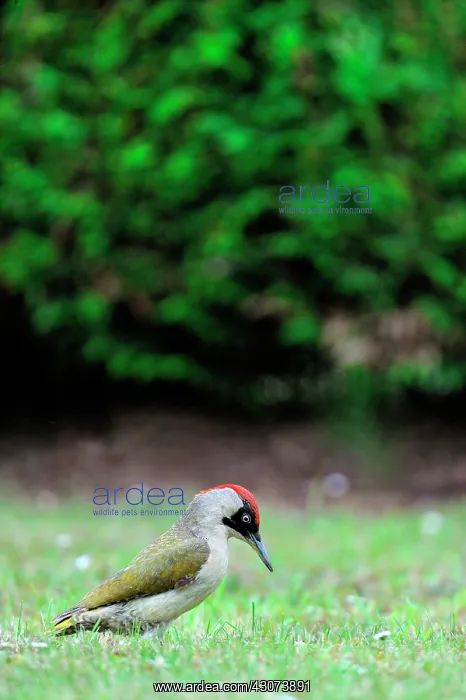 : Green Woodpecker female looking for food in a garden : Green Woodpecker female looking for food in a garden