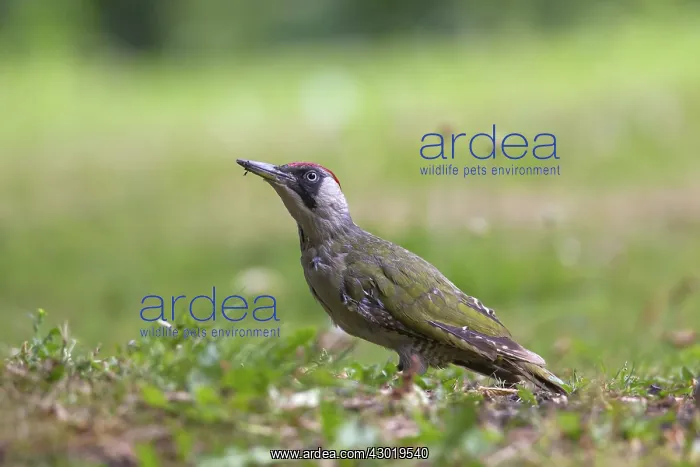 : Green Woodpecker, female searching for ants : Green Woodpecker, female searching for ants