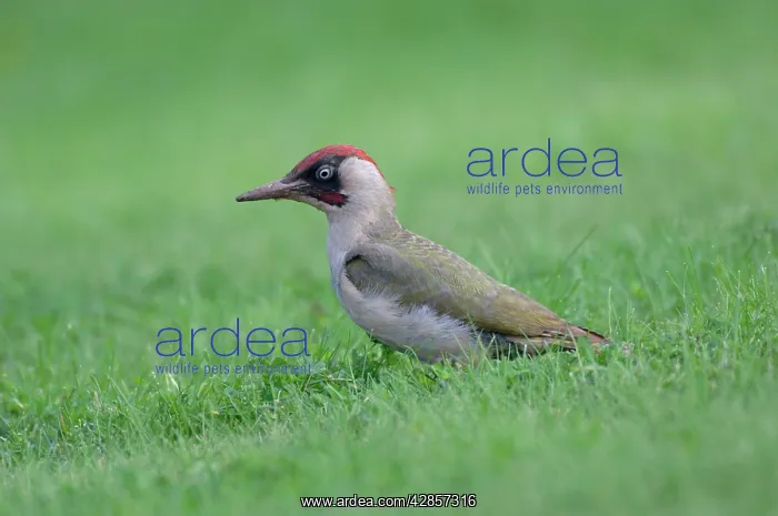 : Green Woodpecker - On ground : Green Woodpecker - On ground