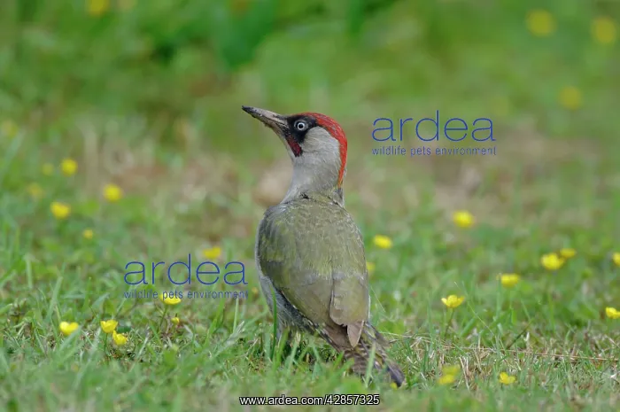 : Green Woodpecker - On ground : Green Woodpecker - On ground