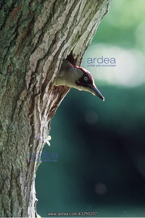 : GREEN WOODPECKER - head peering out from hole : GREEN WOODPECKER - head peering out from hole