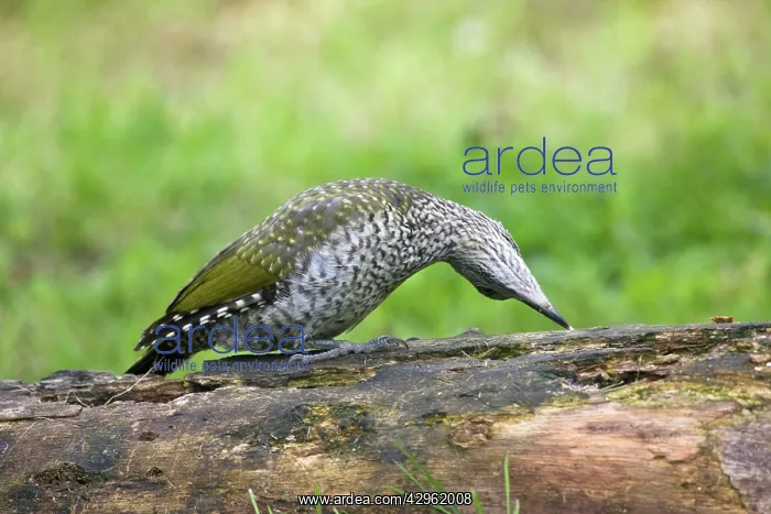 : Green Woodpecker - juvenile probing with its tongue : Green Woodpecker - juvenile probing with its tongue