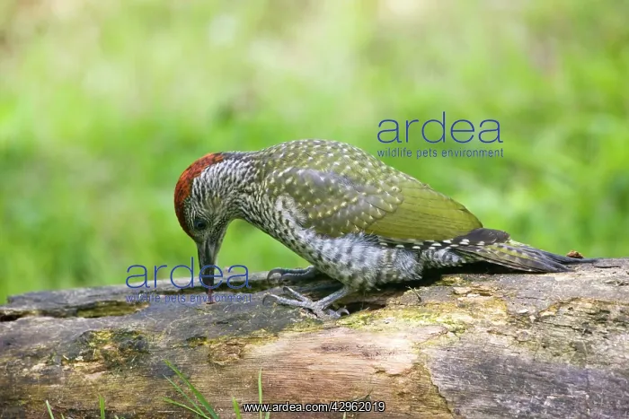 : Green Woodpecker - juvenile probing with its tongue : Green Woodpecker - juvenile probing with its tongue