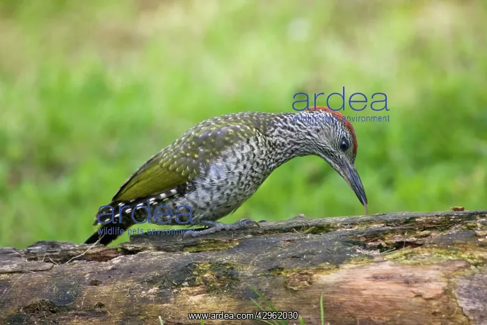  : Green Woodpecker - juvenile probing with its tongue
