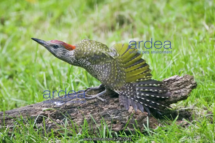 : Green Woodpecker - juvenile stretching its wings : Green Woodpecker - juvenile stretching its wings