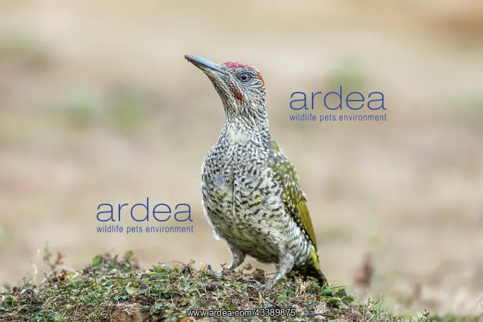 : Green Woodpecker - Juvenile - UK : Green Woodpecker - Juvenile - UK