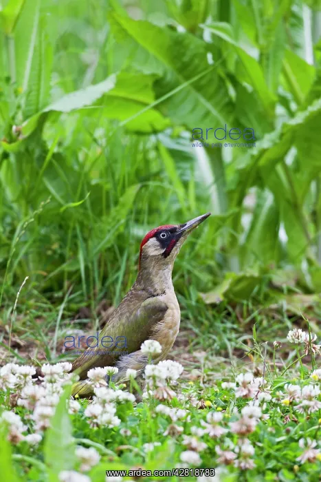 : Green Woodpecker - looking for ants in meadow : Green Woodpecker - looking for ants in meadow