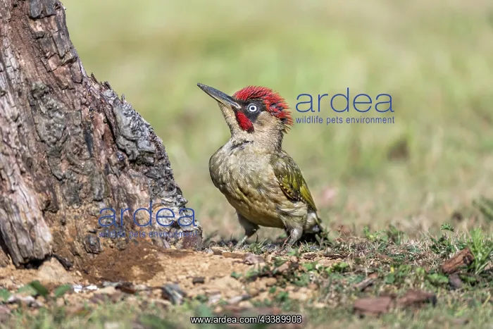  : Green Woodpecker - Male - Crown Raised - UK