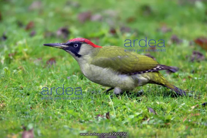 : Green Woodpecker - Male feeding on the ground on lawn : Green Woodpecker - Male feeding on the ground on lawn