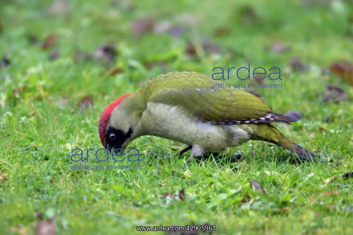 : Green Woodpecker - Male feeding on lawn, anting