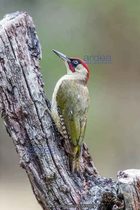 : Green Woodpecker - Male - In Moult - UK : Green Woodpecker - Male - In Moult - UK