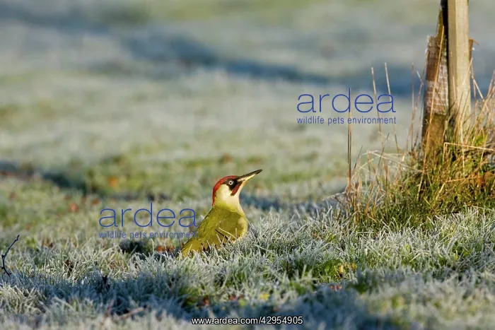 : Green Woodpecker - male perched on frost covered : Green Woodpecker - male perched on frost covered