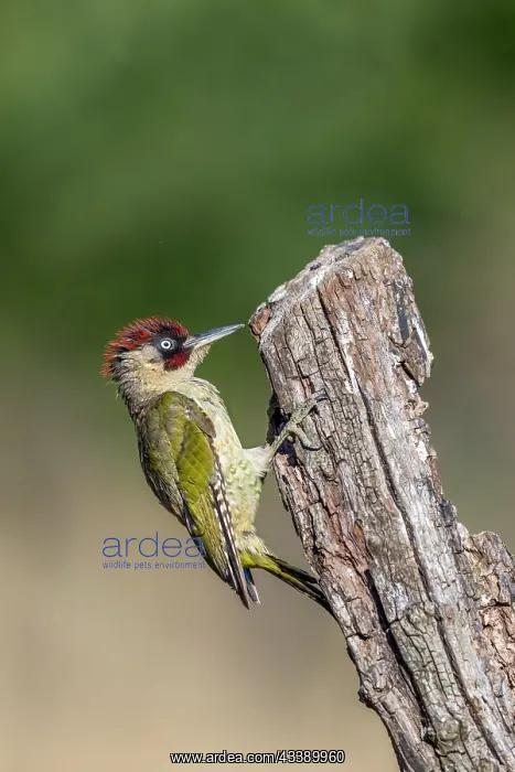 : Green Woodpecker - Male - Tree Stump - UK : Green Woodpecker - Male - Tree Stump - UK
