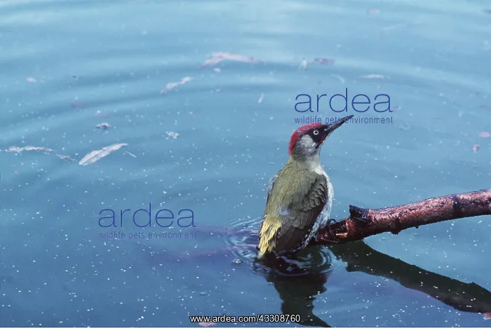 : GREEN WOODPECKER - male, on water : GREEN WOODPECKER - male, on water