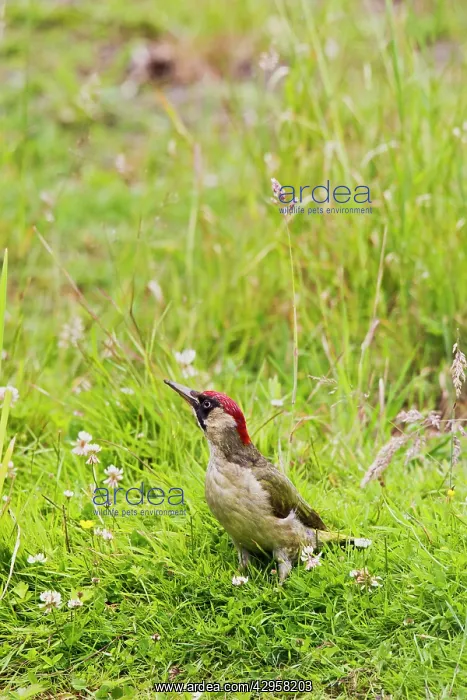 : Green Woodpecker - in meadow : Green Woodpecker - in meadow