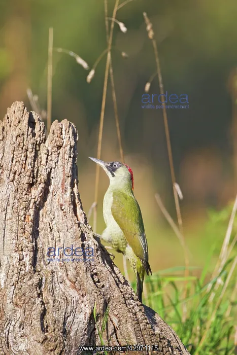 : Green Woodpecker - on old stump : Green Woodpecker - on old stump