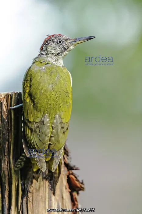 : Green Woodpecker (Picus viridis) hanging on a branch : Green Woodpecker (Picus viridis) hanging on a branch