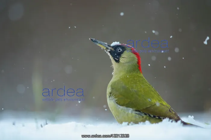 : Green Woodpecker (Picus viridis) looking for ants : Green Woodpecker (Picus viridis) looking for ants