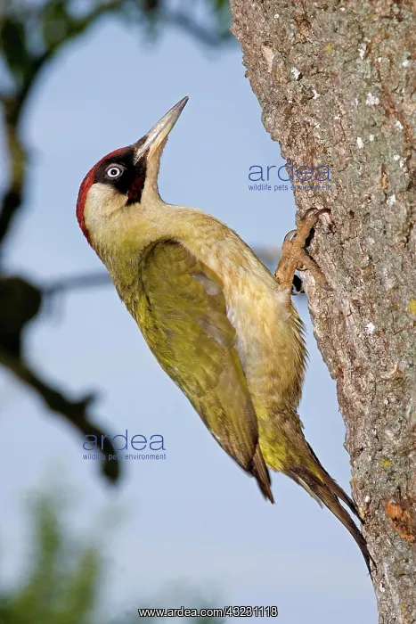 : Green Woodpecker (picus viridis) on Tree Trunk, Normandy : Green Woodpecker (picus viridis) on Tree Trunk, Normandy