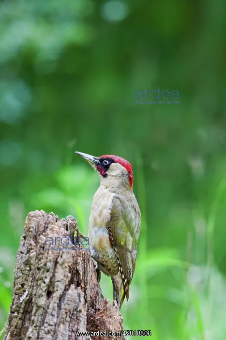 : Green Woodpecker - on stump in meadow : Green Woodpecker - on stump in meadow