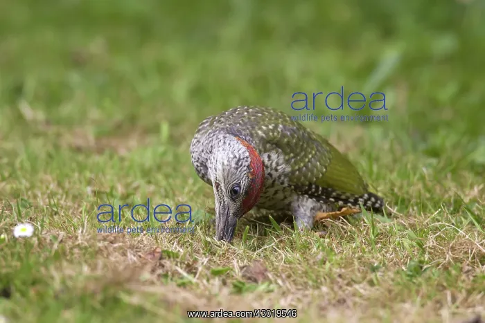 : Green Woodpecker young searching for ants on garden lawn : Green Woodpecker young searching for ants on garden lawn