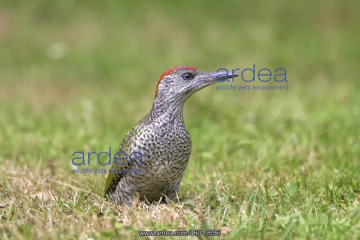 : Green Woodpecker young searching for ants on garden lawn : Green Woodpecker young searching for ants on garden lawn