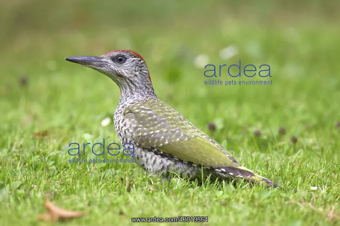 : Green Woodpecker young searching for ants on garden lawn : Green Woodpecker young searching for ants on garden lawn