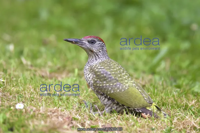 : Green Woodpecker young searching for ants on garden lawn : Green Woodpecker young searching for ants on garden lawn