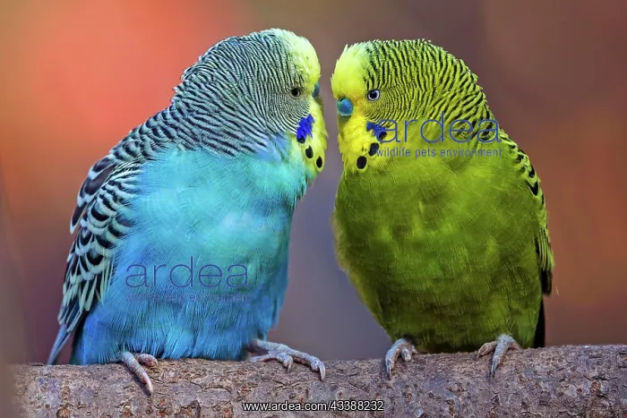 : Green-yellow and blue budgie (Melopsittacus undulatus) : Green-yellow and blue budgie (Melopsittacus undulatus)