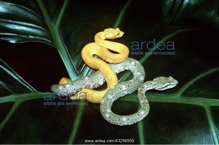 : Green and Yellow Eyelash Vipers : Green and Yellow Eyelash Vipers