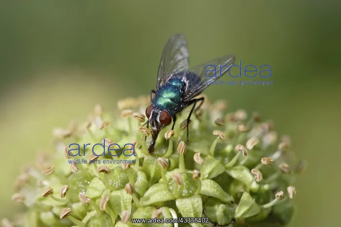 : Greenbottle - feeding on ivy - blow-fly : Greenbottle - feeding on ivy - blow-fly