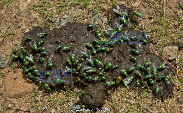 : Greenbottle Flies on cow dung Drakensberg Mountains : Greenbottle Flies on cow dung Drakensberg Mountains