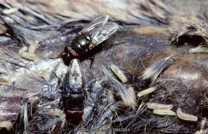  : Greenbottle Flies and Maggots