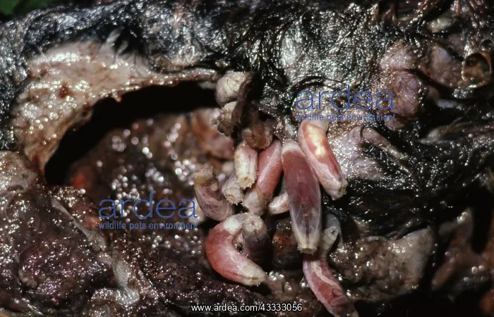 : Greenbottle Flies and Maggots on Carrion : Greenbottle Flies and Maggots on Carrion