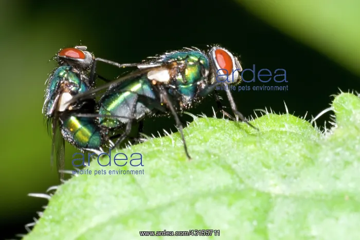 : Greenbottle Fly : Greenbottle Fly