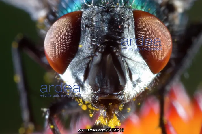 : Greenbottle Fly : Greenbottle Fly