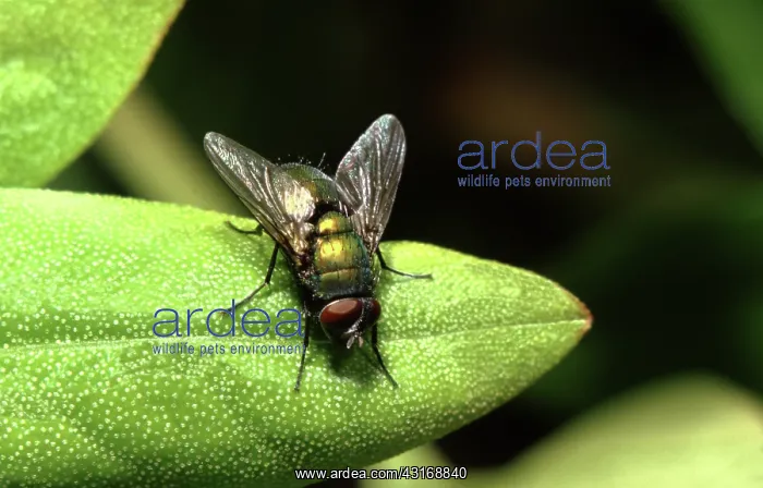  : Greenbottle Fly