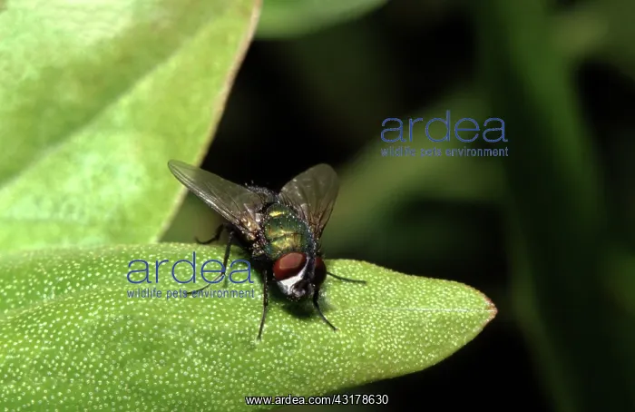 : Greenbottle Fly : Greenbottle Fly
