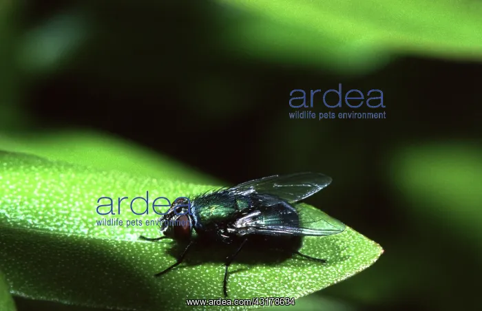 : Greenbottle Fly : Greenbottle Fly