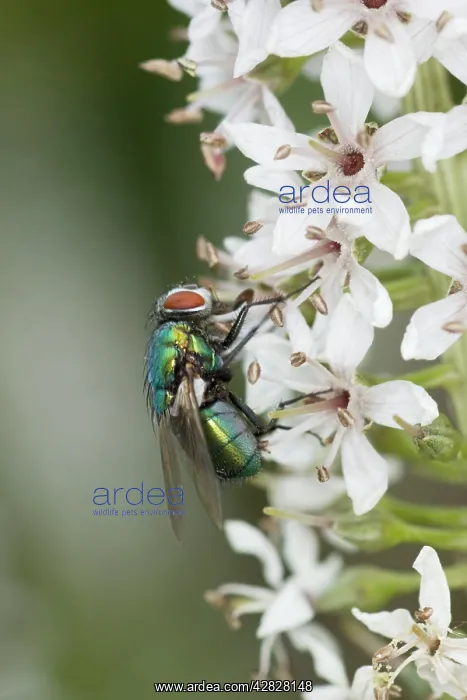 : Greenbottle Fly - on Flower : Greenbottle Fly - on Flower